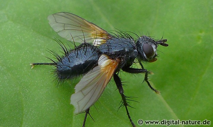 Raupenfliege Zophomyia temula