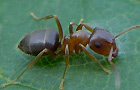 Lasius brunneus