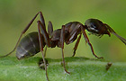 Formica cunicularia
