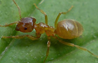 Lasius cf. flavus
