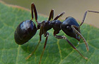 Lasius fuliginosus
