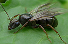 Formica fusca