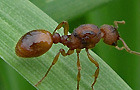 Myrmica Geschlechtstiere