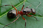 Formica polyctena