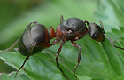 Formica pratensis