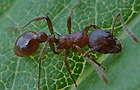 Myrmica rubra