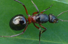 Formica rufa