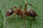 Formica rufibarbis