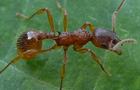 Myrmica ruginodis