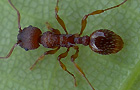 Myrmica sabuleti