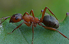 Formica sanguinea