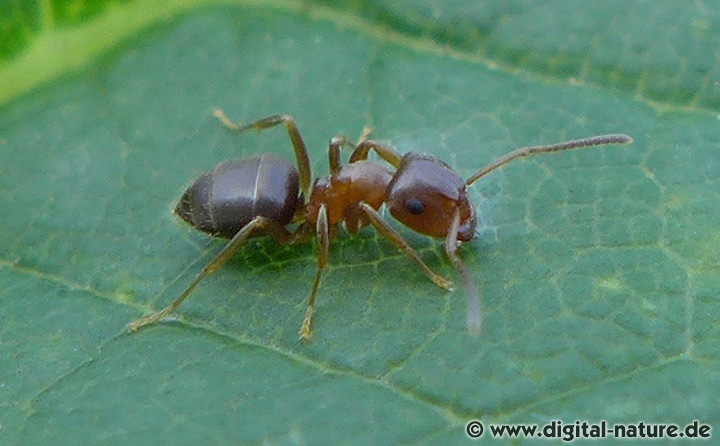 Braune Wegameise Lasius brunneus