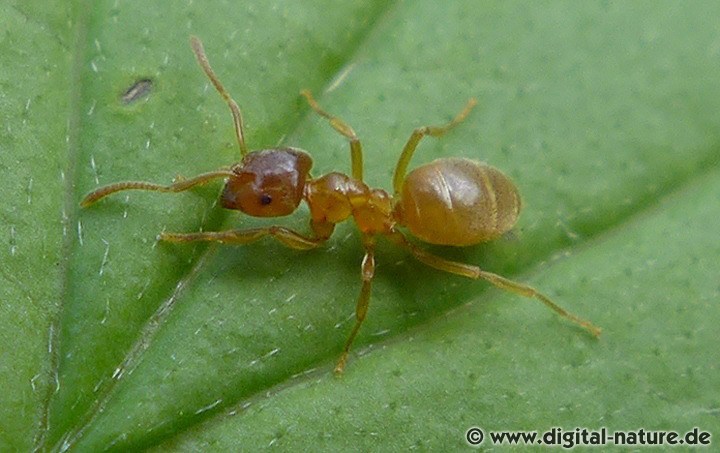 Gelbe Wiesenameise Lasius flavus