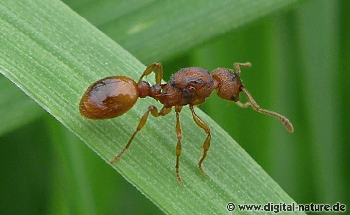 Unbestimmte Myrmica Königin
