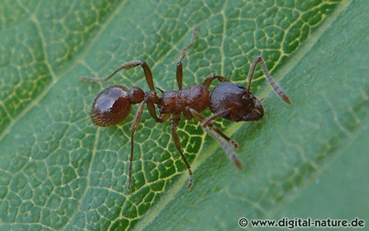 Rote Gartenameise oder Rotgelbe Knotenameise