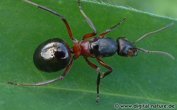 Rote Waldameise Königin (Gyne)