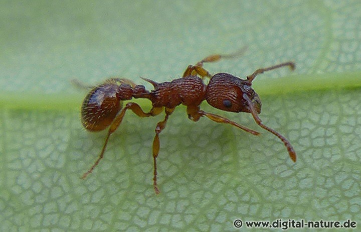 Phengaris arion lebt in Symbiose mit Myrmica sabuleti