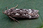 Anacampsis blattariella