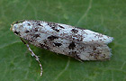 Chionodes electella