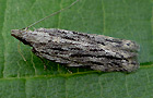 Anarsia innoxiella