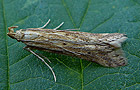 Metzneria cf. lappella