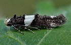Recurvaria leucatella
