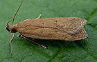 Helcystogramma lutatella