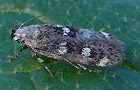 Gelechia sestertiella