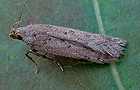 Bryotropha terrella