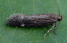 Aroga velocella