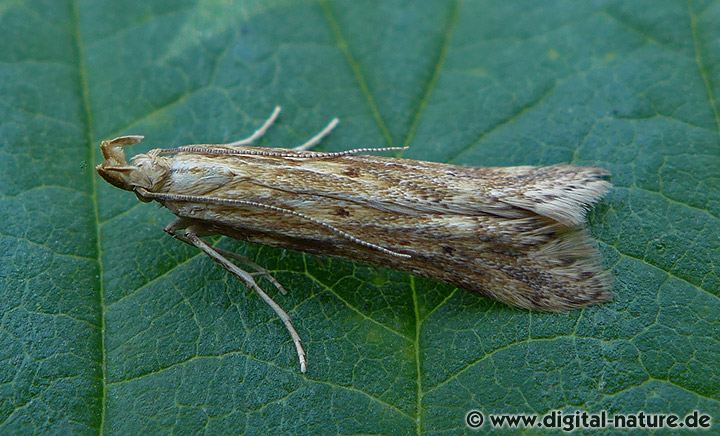Metzneria cf. lappella