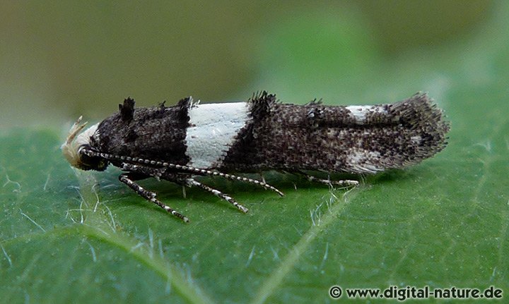 Recurvaria leucatella