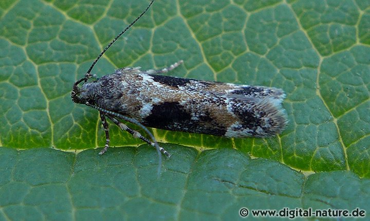 Caryocolum tricolorella