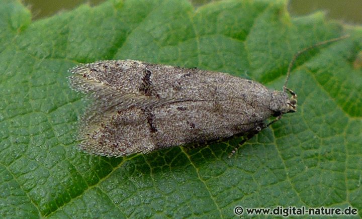Palpenmotte Teleiodes vulgella
