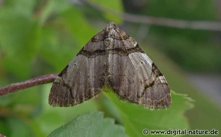 Schwarzbinden-Rosen-Blattspanner Anticlea derivata