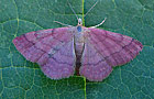 Scopula rubiginata