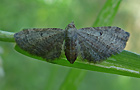 Eupithecia tenuiata