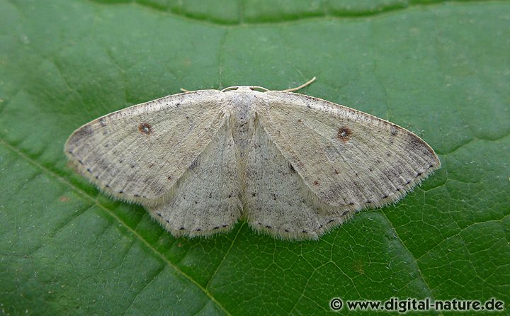 Birken-Gürtelpuppenspanner Cyclophora albipunctata