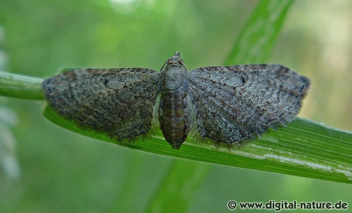 Weiden-Blütenspanner Eupithecia tenuiata