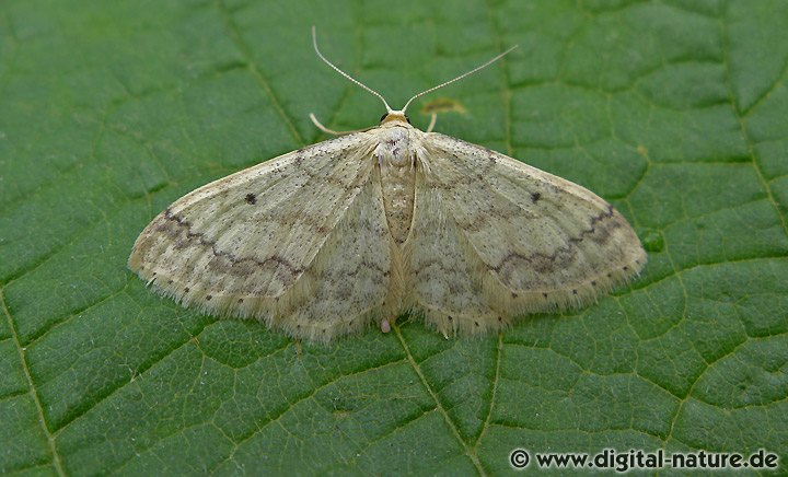 Breitgesäumter Zwergspanner Idaea biselata