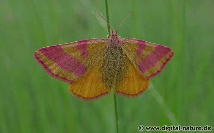 Ampfer-Purpurspanner Lythria cruentaria