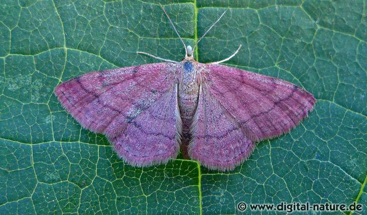 Violettroter Kleinspanner Scopula rubiginata