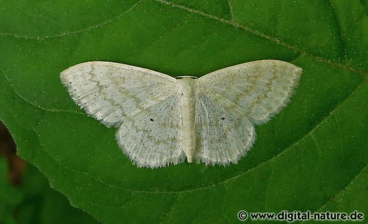 Gelblichweißer Kleinspanner Scopula floslactata