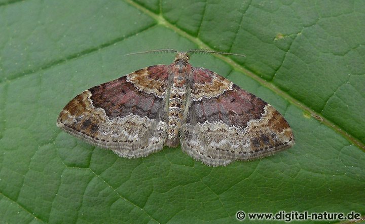 Heller Rostfarben-Blattspanner Xanthorhoe spadicearia