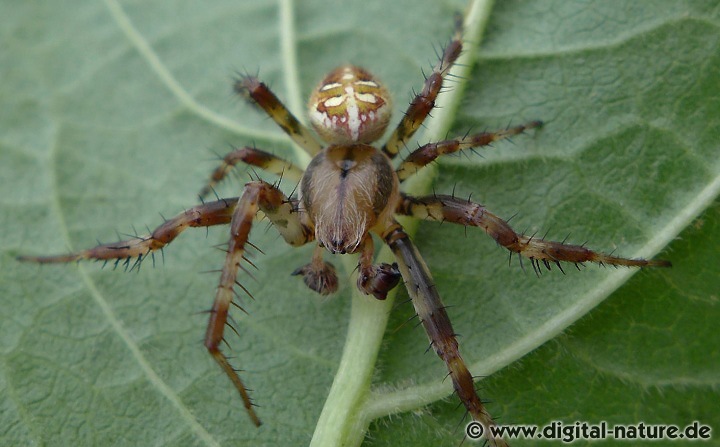 Die Männchen der Vierfleck-Kreuzspinne sind wesentlich kleiner