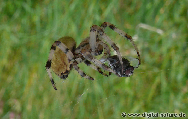 Araneus quadratus baut in der niederen Vegetation Radnetze