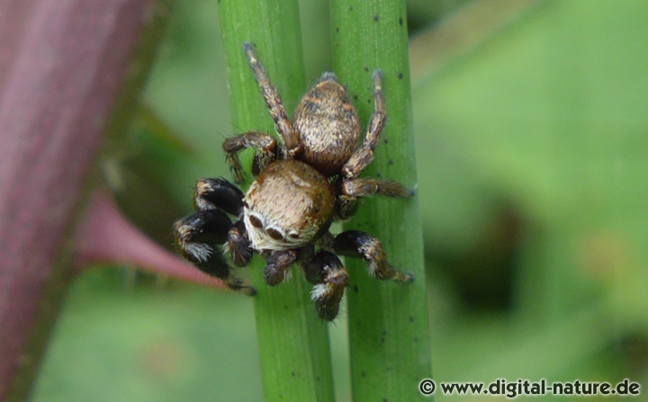 Die Gekrümmte Springspinne bevorzugt offene Lebensräume