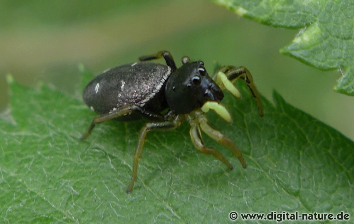 Die Kupfrige Sonnenspringspinne ähnelt anderen Vertretern der Gattung