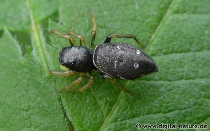 Im niedersächsischen Tiefland wird Heliophanus cupreus mit RL3 bewertet