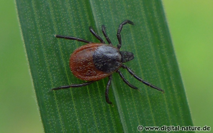 Zecken und FSME-Viren oder Borreliose Bakterien